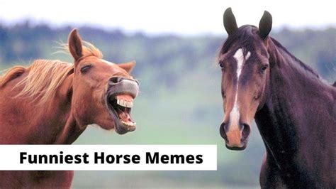 30,000+ Free Funny Horses & Horse Images